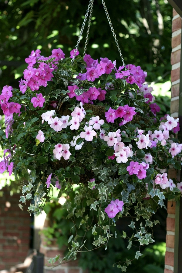 Use the hanging basket care tips to have beautiful flowers like this one with shades of purple blooms. 
