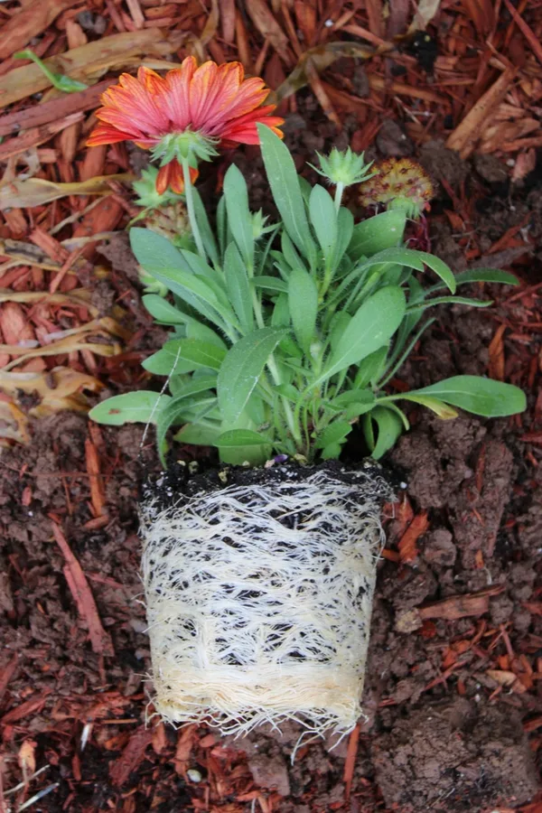 a rootbound flower plant that was left in a small container for too long. 