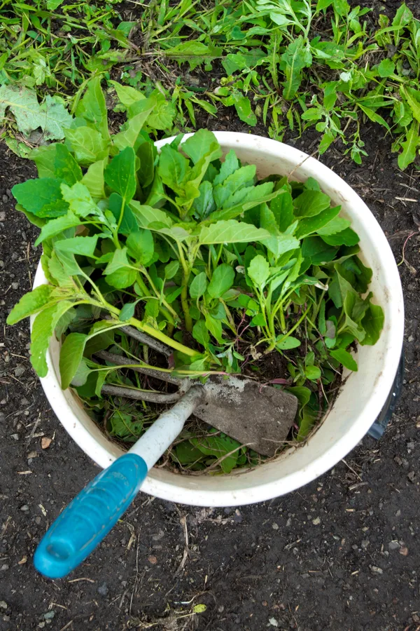 A simple bucket is a must-have garden tool. A dirty white bucket filled with weeds and a tool.