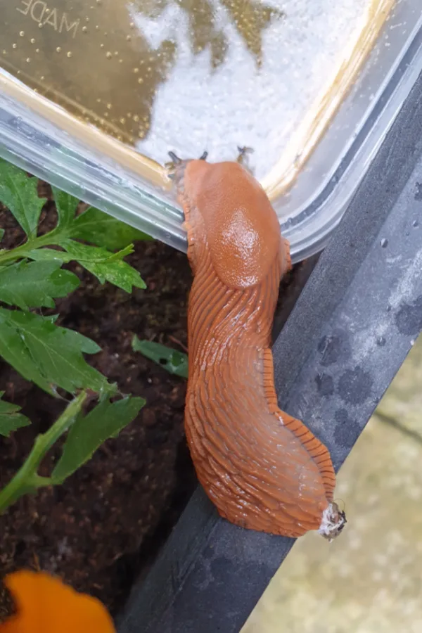 A slug crawling to a container of alcohol - a homemade slug trap. 