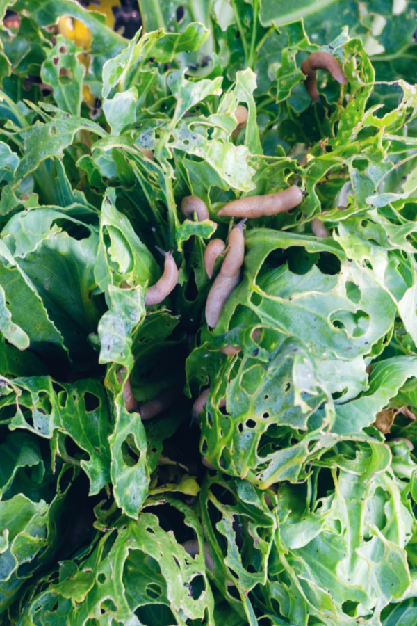 A cabbage getting eaten by slugs. Find out natural ways to stop slug damage. 