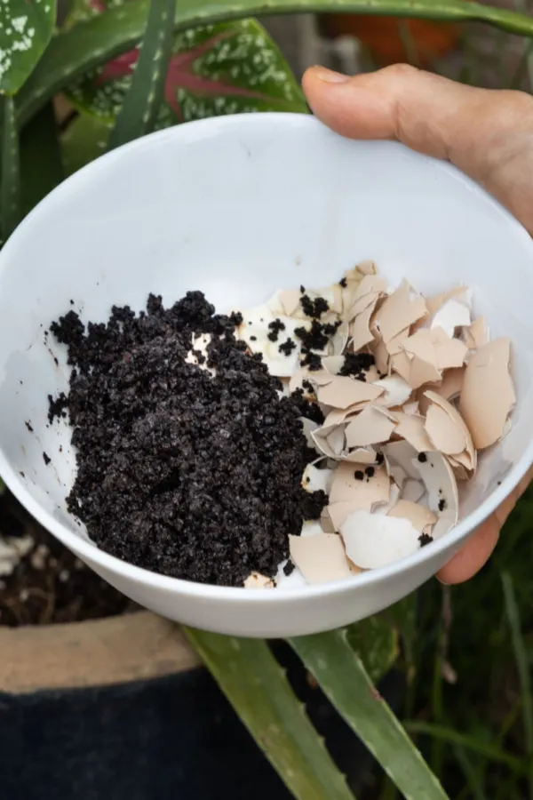A hand holding coffee grounds and egg shells - a great way to stop slugs naturally
