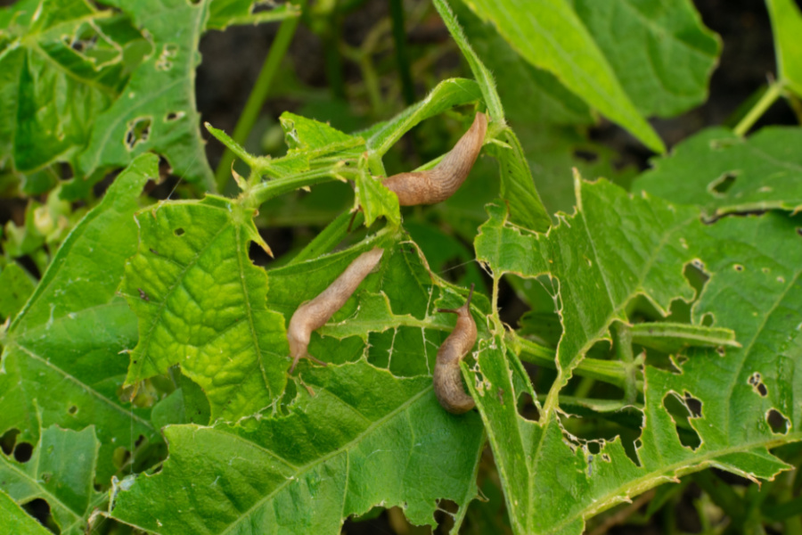 How To Stop Slugs Naturally - Homemade Slug Traps And More!