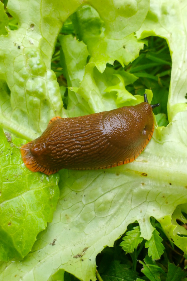 A slug on a bed of lettuce - find natural ways to stop slugs before they ruin entire gardens. 