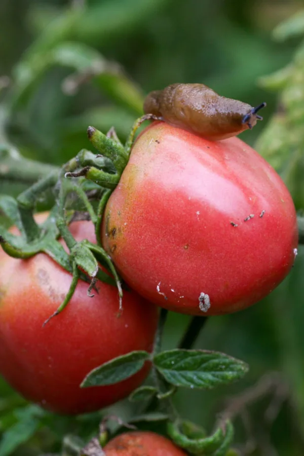A slug sitting on top of a tomato plant - use natural methods to stop slugs. 