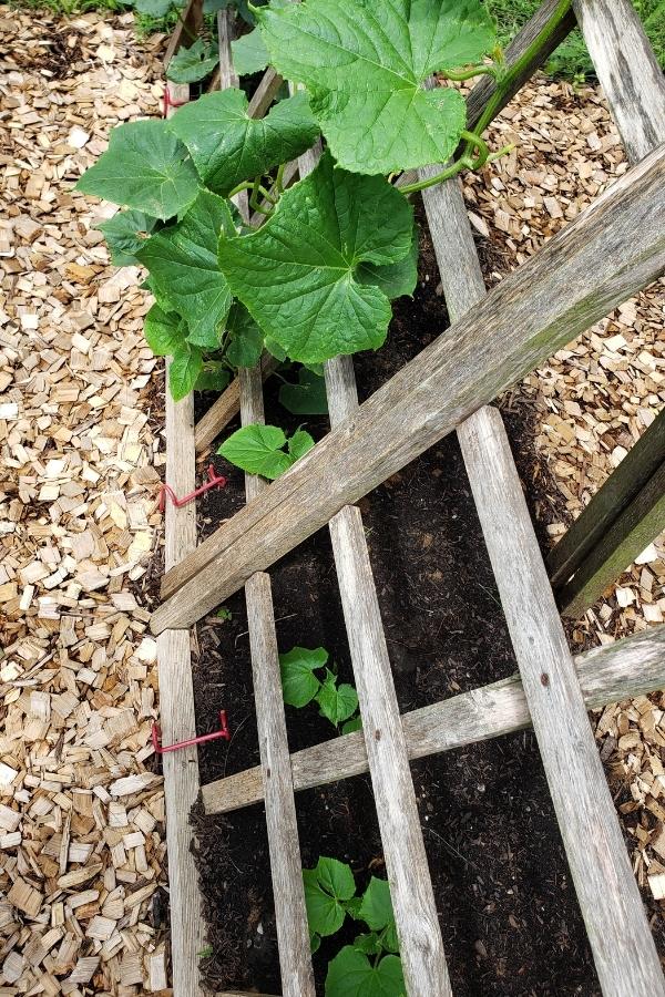 Cucumber transplants and seeds both growing at different rates. 
