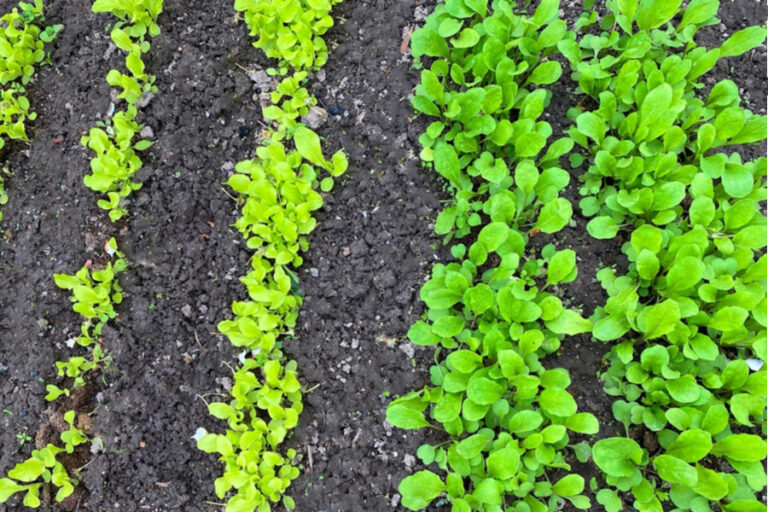 Succession Planting - How To Get The Most From Your Garden Space!