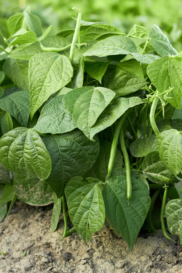 Green beans growing in a garden. Beans are perfect for succession planting in the spring and again late summer. 