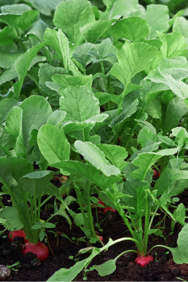 Radishes growing in a garden.