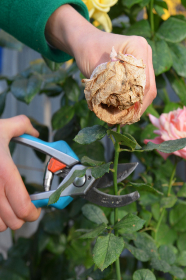A hang using pruners to deadhead a faded light pink rose. 