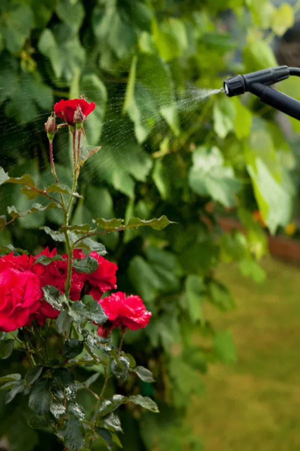 Applying liquid fertilizer to the foliage as well at the base of the plant for great summer rose care. 