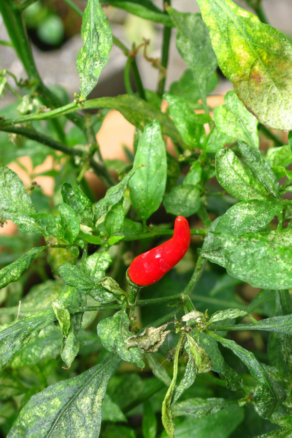 A pepper plant infested with thripes - avoid composting from your garden