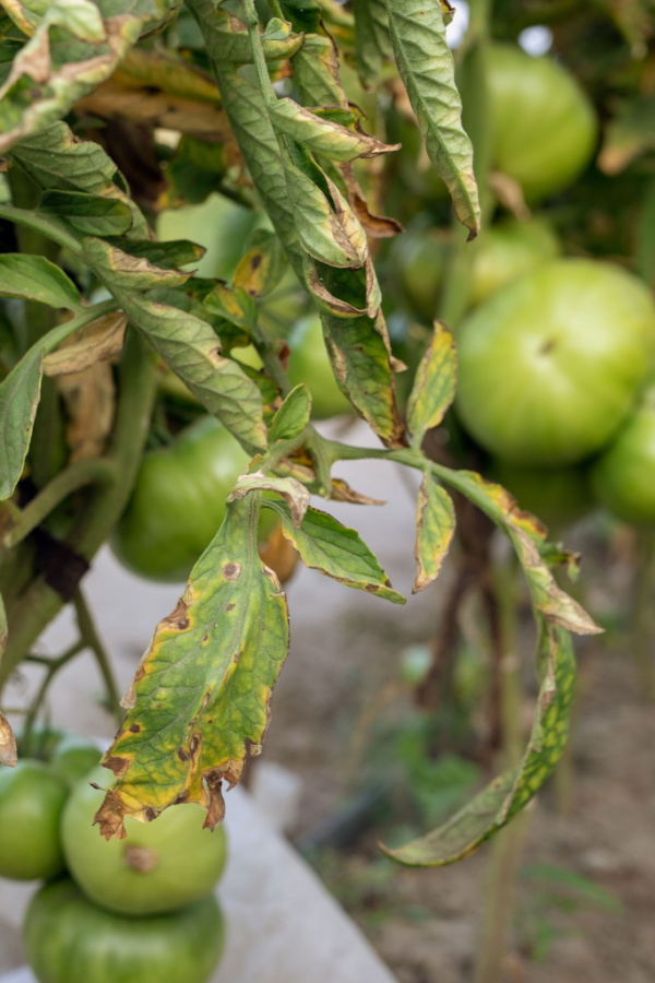 A tomato plant suffering from a wilt disease. Tomatoes should not be added to compost piles.