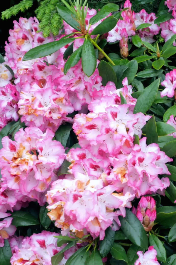 Rhododendrons in pinks and white also grow on old wood, so you should avoid pruning them in the fall. 