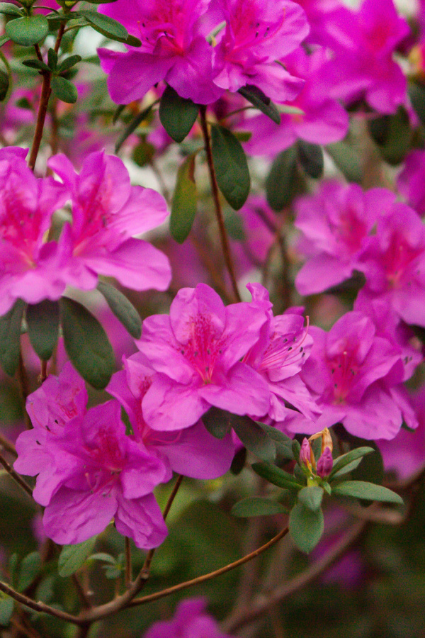 You should avoid pruning azaleas in the fall. Do it in the spring instead.