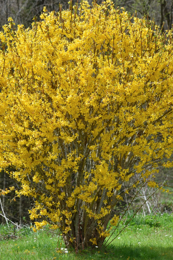 The bright yellow blooms of the forsythia bush need to have old wood in order to grow, so pruning it in the fall should be avoided.  