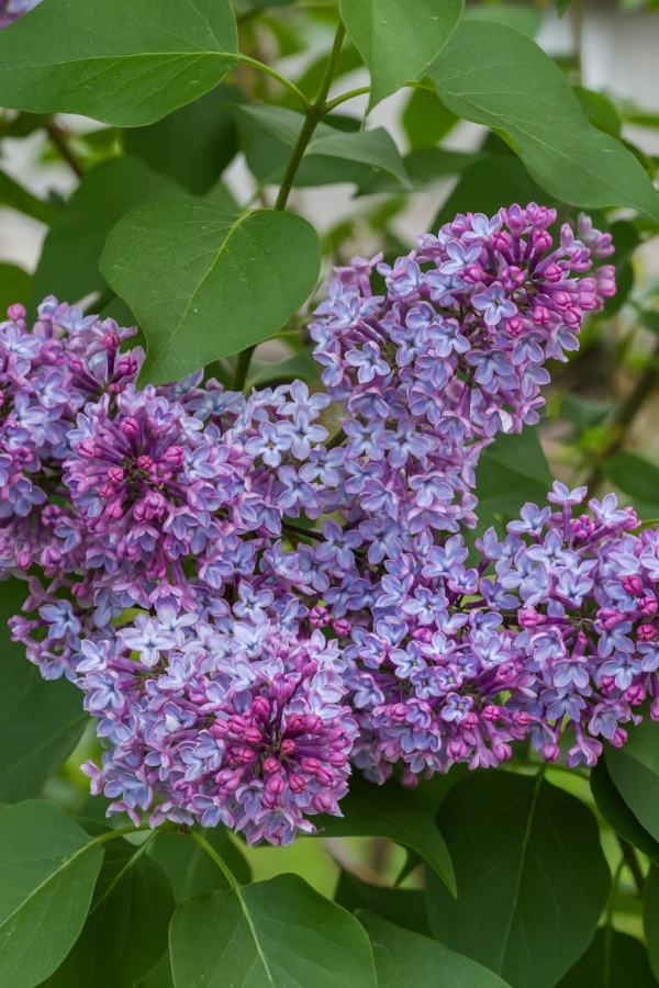 Lilacs should not be pruned in the fall. 