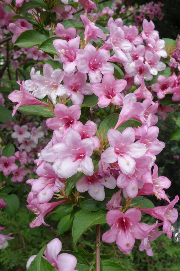 Weigela is a shrub that your should also avoid pruning in the fall. 
