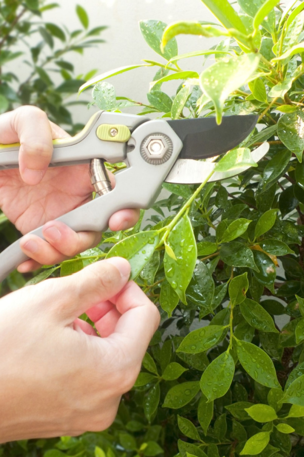 Two male hands pruning a bush. 