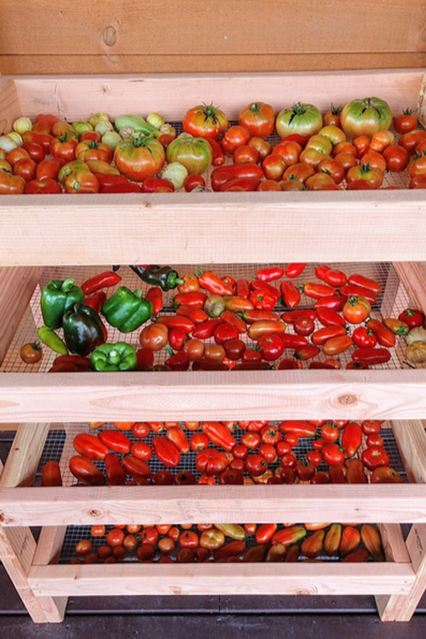 A harvest rack that allows you to ripen tomatoes off the vine.