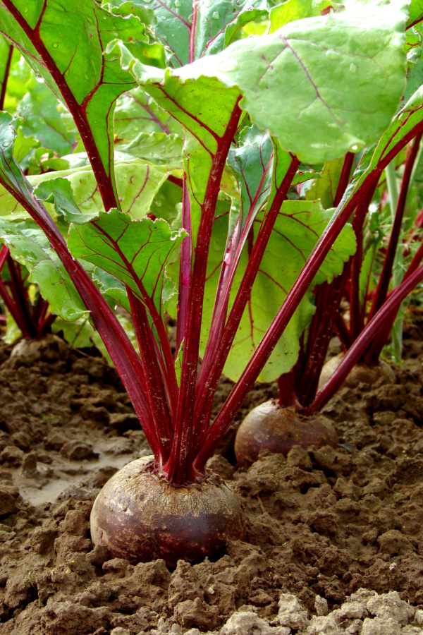 Beets growing in the soil - a great late-season seed crop. 
