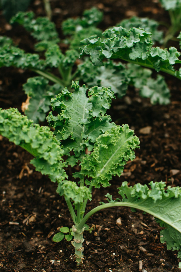 kale growing in a garden space