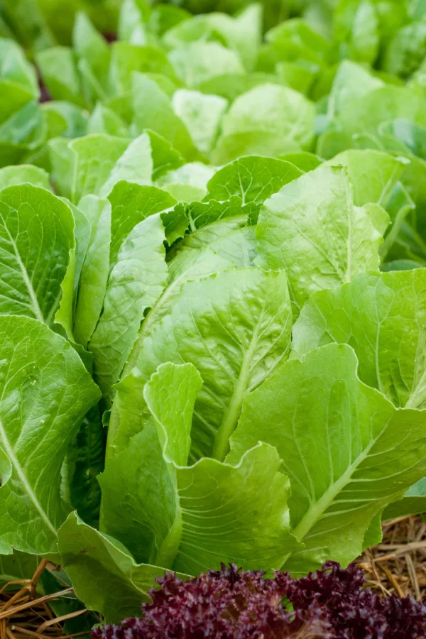 lettuce leaves growing in the soil