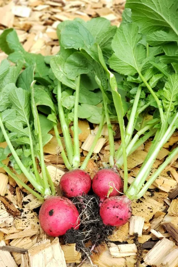 Radishes are a great late-season seed crop to grow in the fall