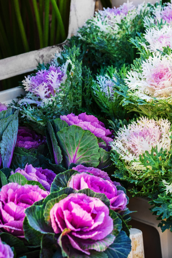 ornamental kale and cabbage in a box