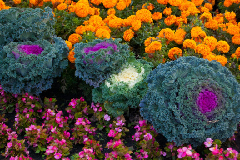 How To Use Ornamental Kale For An Incredible Fall Display!