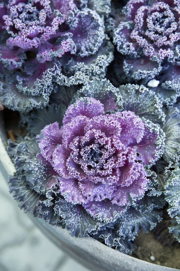 ornamental kale covered in frost