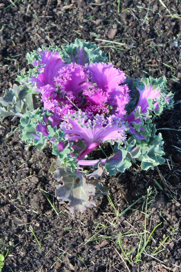 ornamental kale transplant growing.