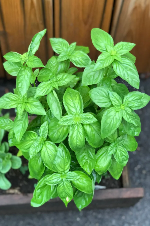 A great plant to grow to repel mosquitoes is basil.