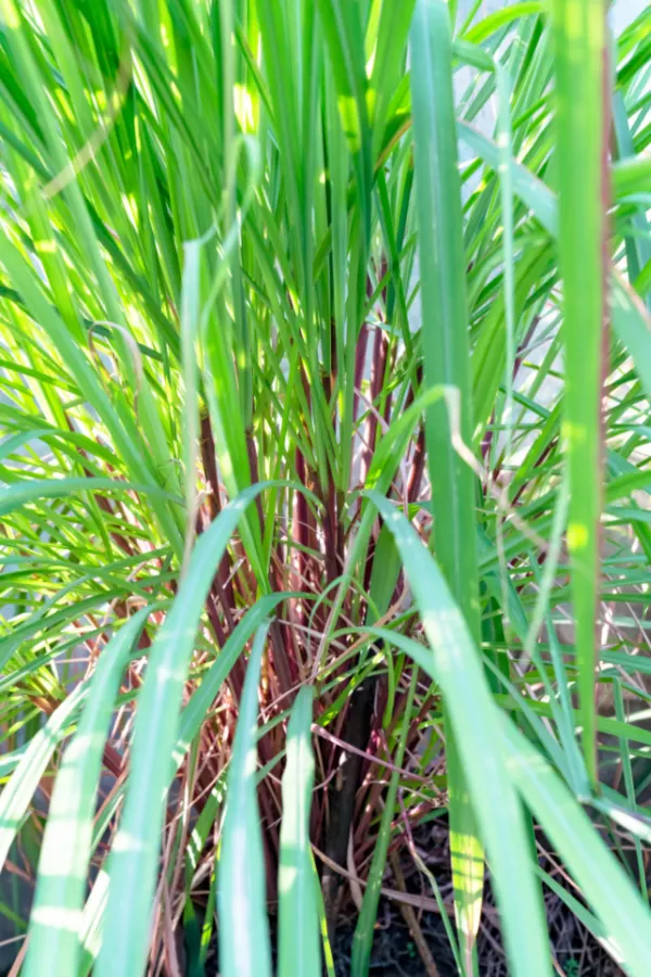 Citronella grass is the perfect plant for repelling mosquitoes