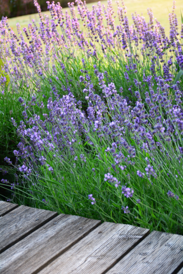 lavender is an excellent plant to grow to repel mosquitoes. 