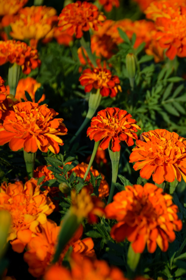 Marigolds are a must-have plant to grow for helping to repel mosquitoes.
