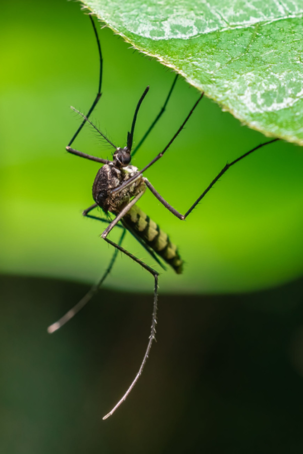 A mosquito sitting on a leaf