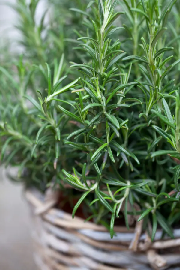 A basket of rosemary being used as a great plant to repel mosquitoes. 