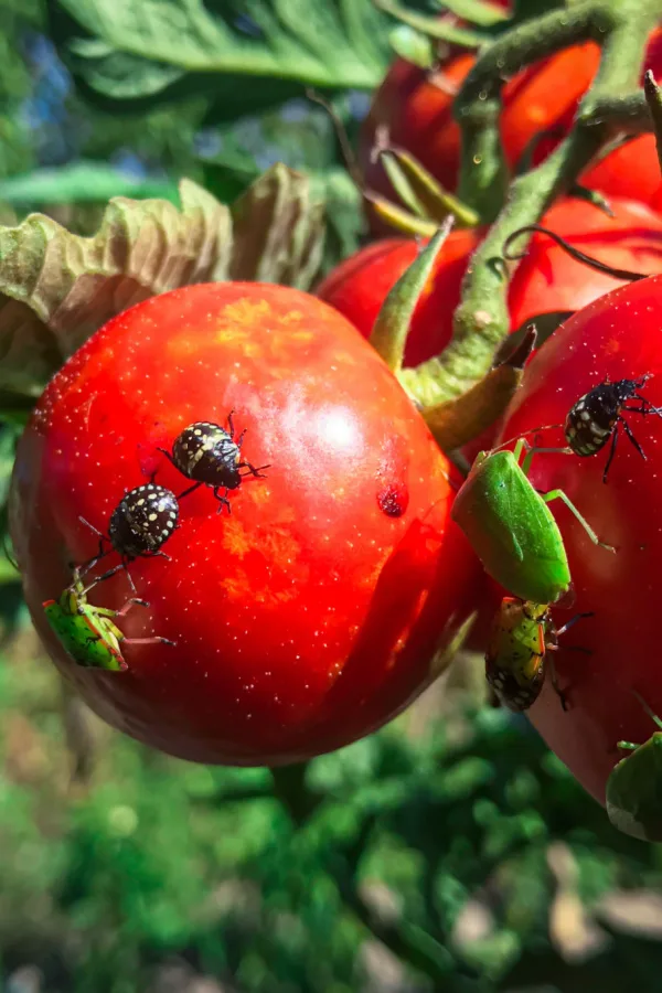 ripe tomatoes being bothered by bugs and diseases