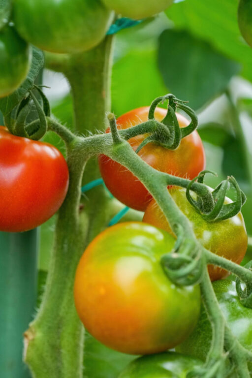 How To Ripen Tomatoes Off The Vine With Success!