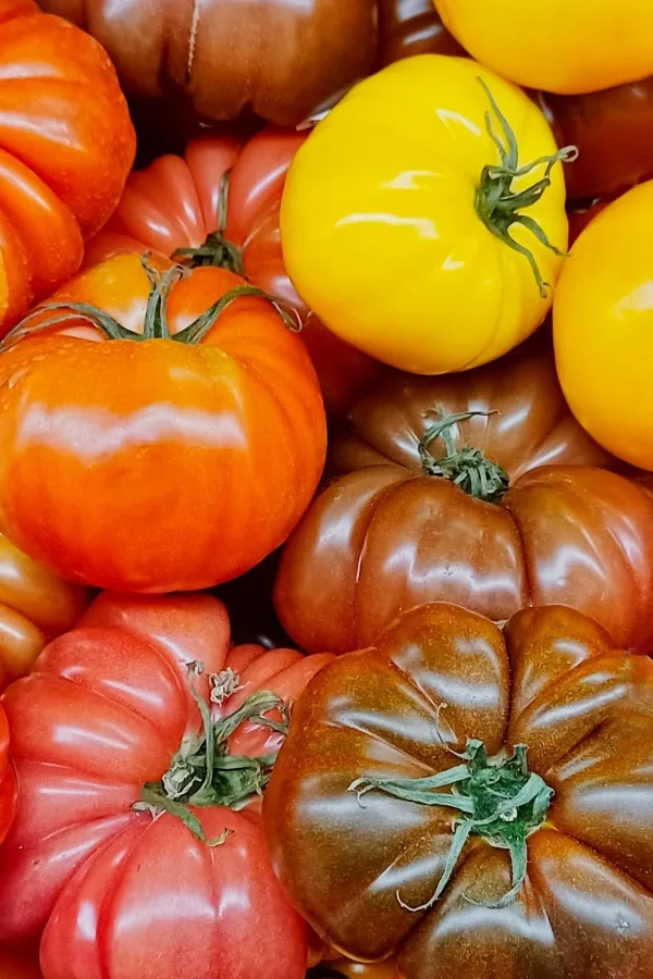 Ripe tomatoes off the vine that are in shades of pink, red, yellow, and black.