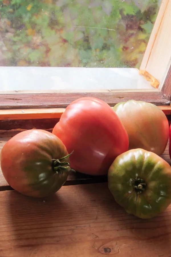 tomatoes ripening in front of a sunny window