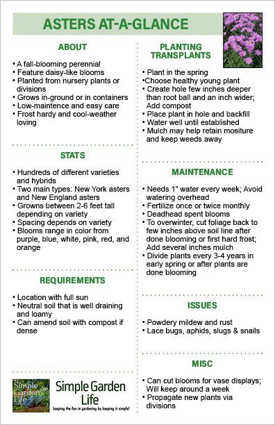 Asters at-a-glance planting and growing guide