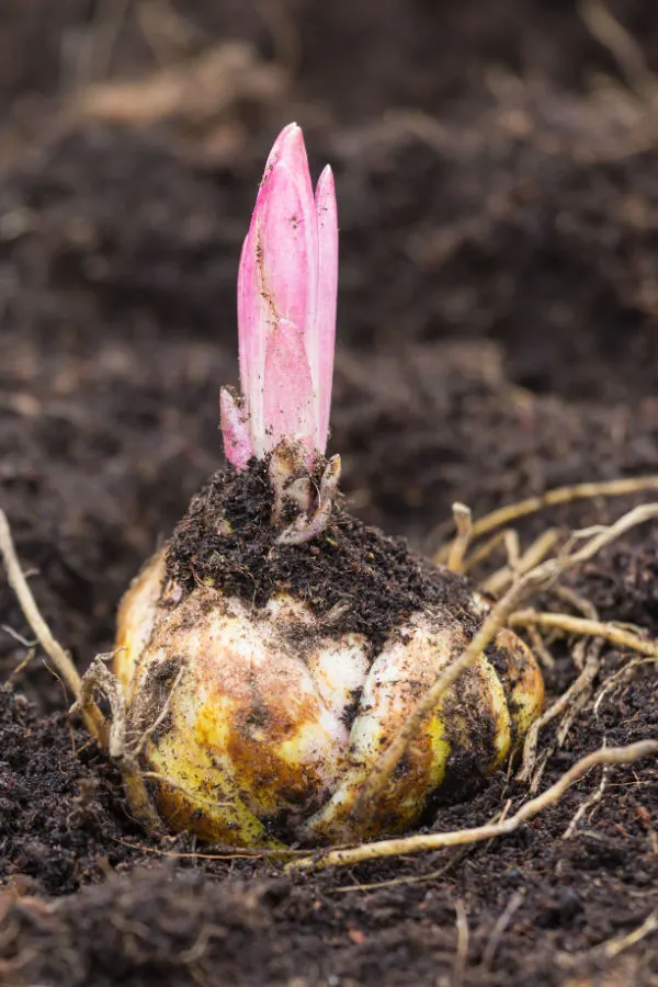 A lily bulb with roots and the start of growth at the top.