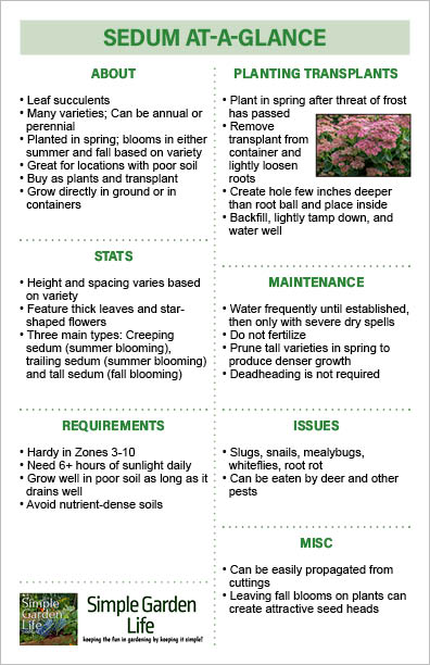 A printable guide for how to grow and maintain sedum in the fall and the rest of the year.