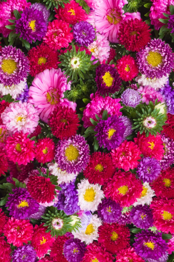 Many different aster bloom colors and styles