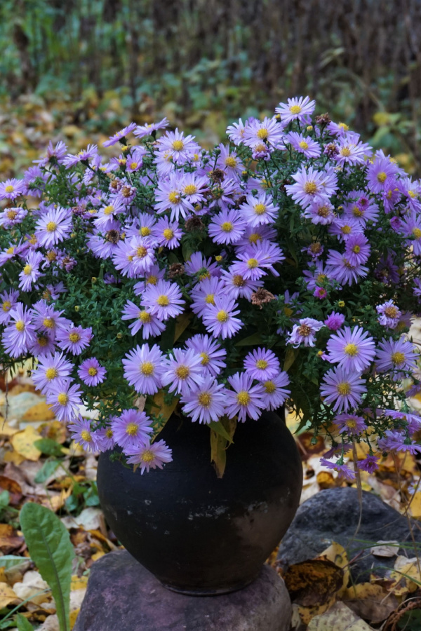 A container of growing asters in purple with dead leaves in the background. 