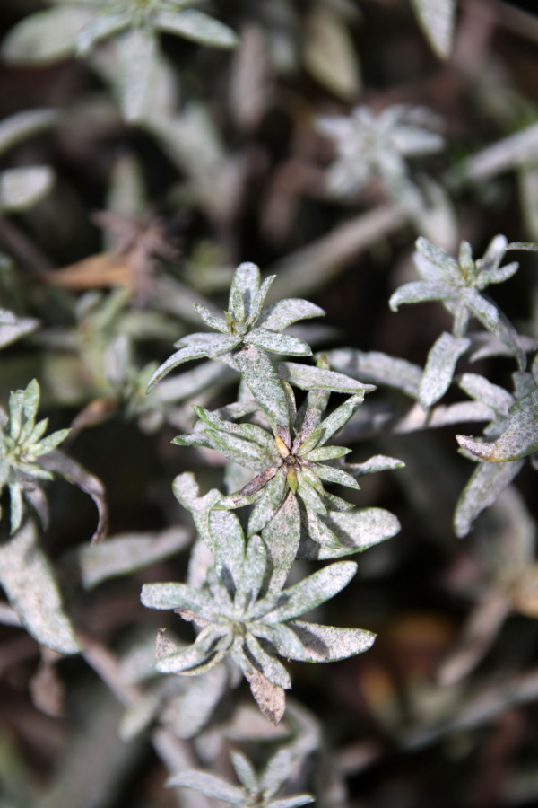 powdery mildew on aster plants. 