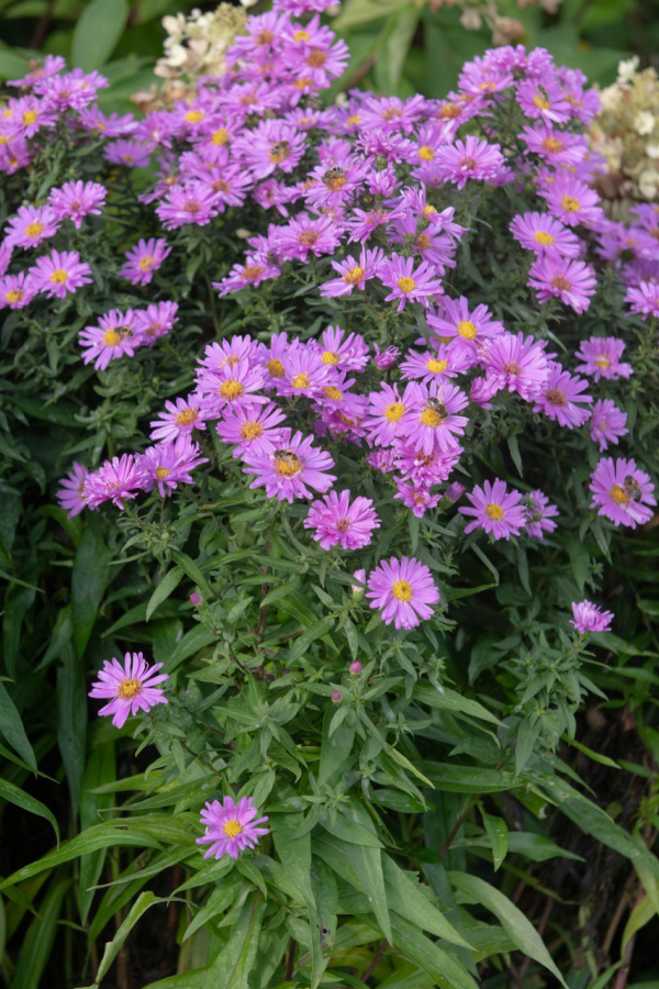 purple aster flowers growing. 