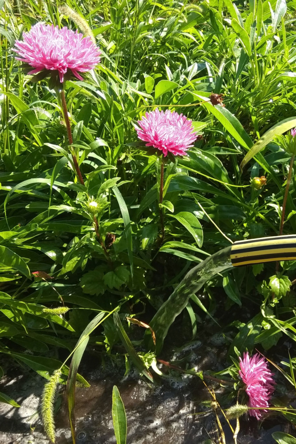 Asters amongst a lot of weeds. 